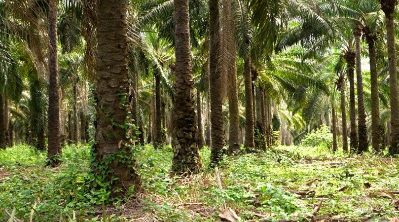 Palm plantation sourcing origin Nigeria